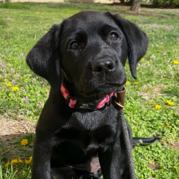 Why the Nation Needs Puppy Raisers More Than Ever—and How You Can Help