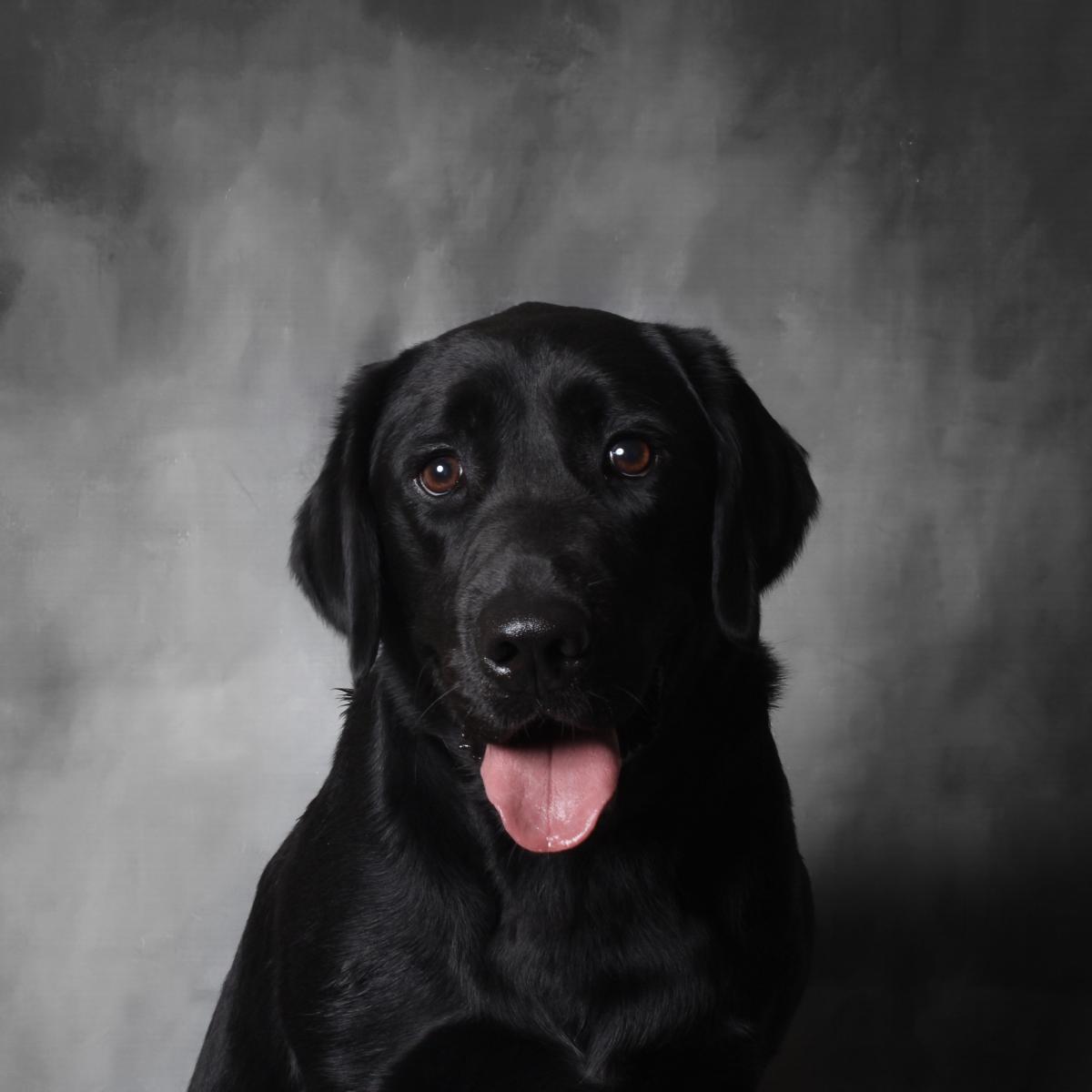 Career change dogs cheap