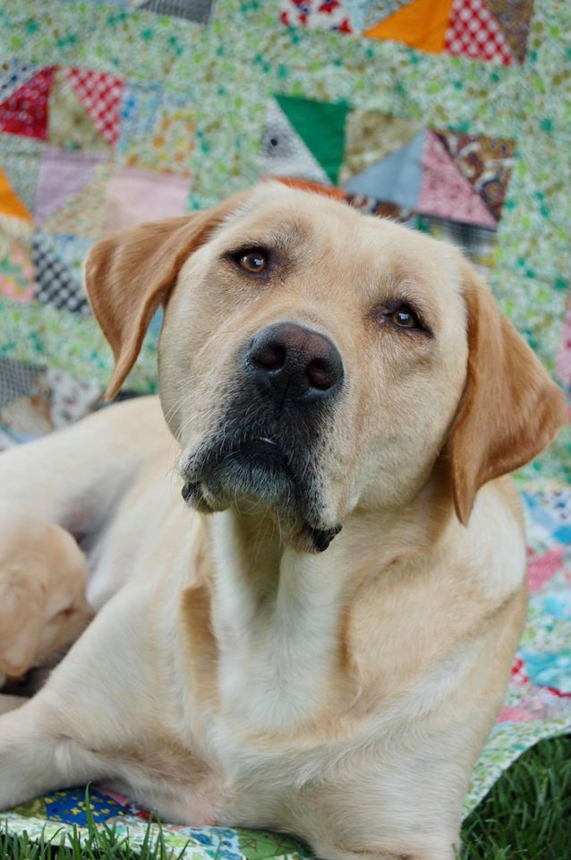 Kerrybrook labradors sales